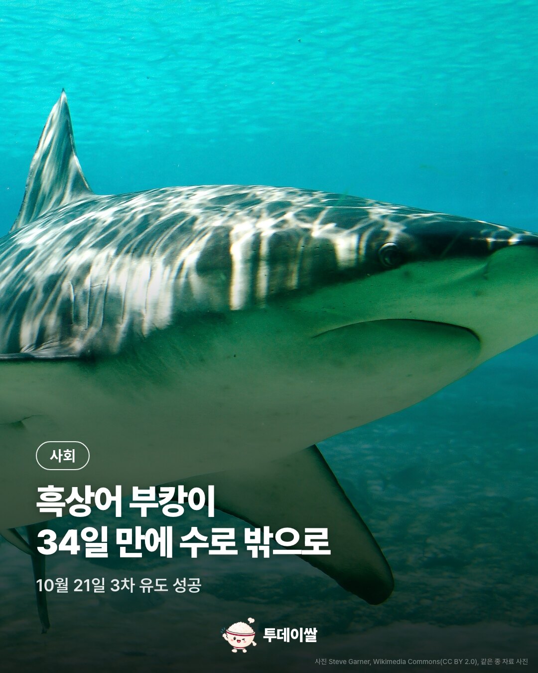부산 북항 흑상어 '부캉이' 34일 만에 수로 밖으로…3차 유도 작업 성공