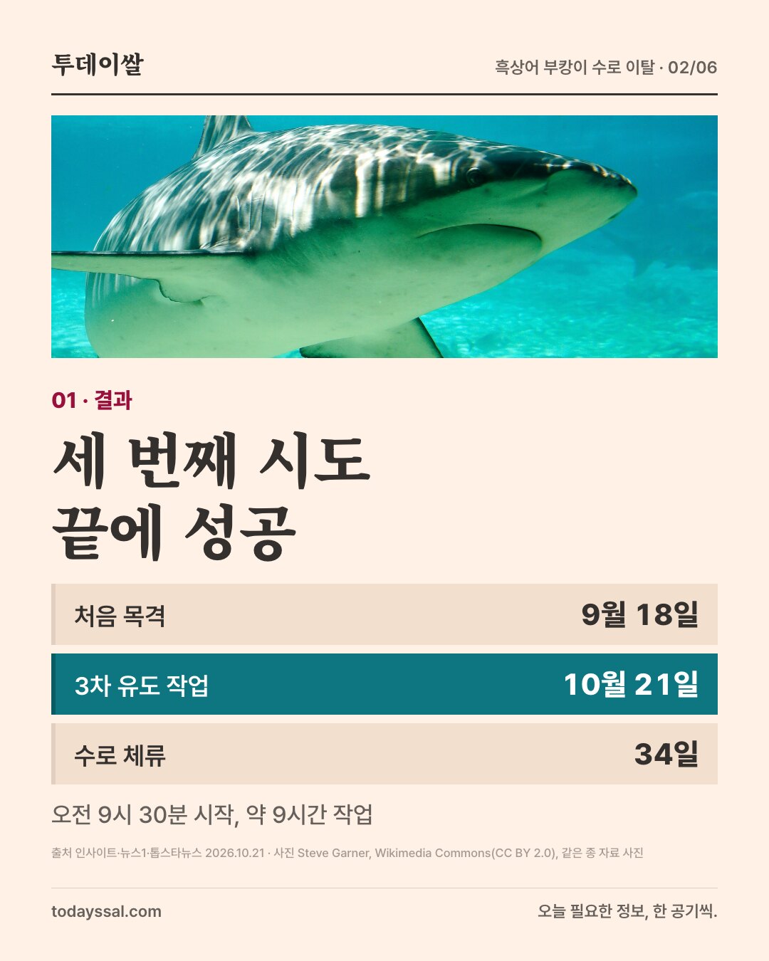 01 결과. 물속에서 아래쪽을 보이며 헤엄치는 상어 사진. 세 번째 시도 끝에 성공. 처음 목격 9월 18일, 3차 유도 작업 10월 21일, 수로 체류 34일. 오전 9시 30분 시작, 약 9시간 작업.