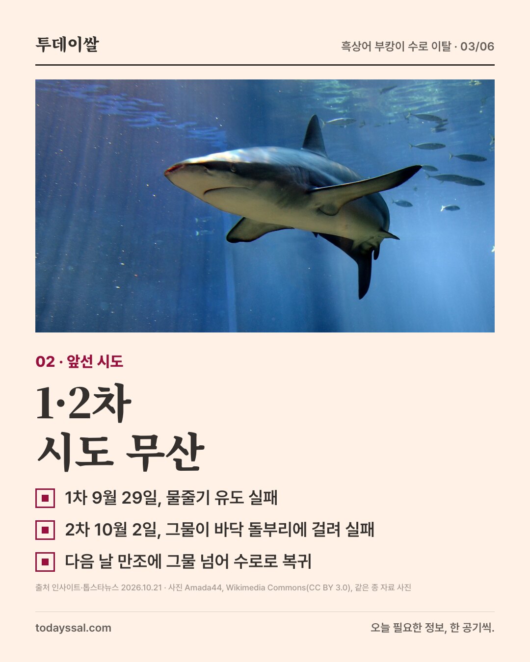 02 앞선 시도. 햇빛이 비치는 물속의 상어 사진. 1차와 2차는 무산. 1차 9월 29일 물줄기 유도 실패, 2차 10월 2일 그물이 바닥 돌부리에 걸림, 다음 날 만조에 그물을 넘어 수로로 복귀.