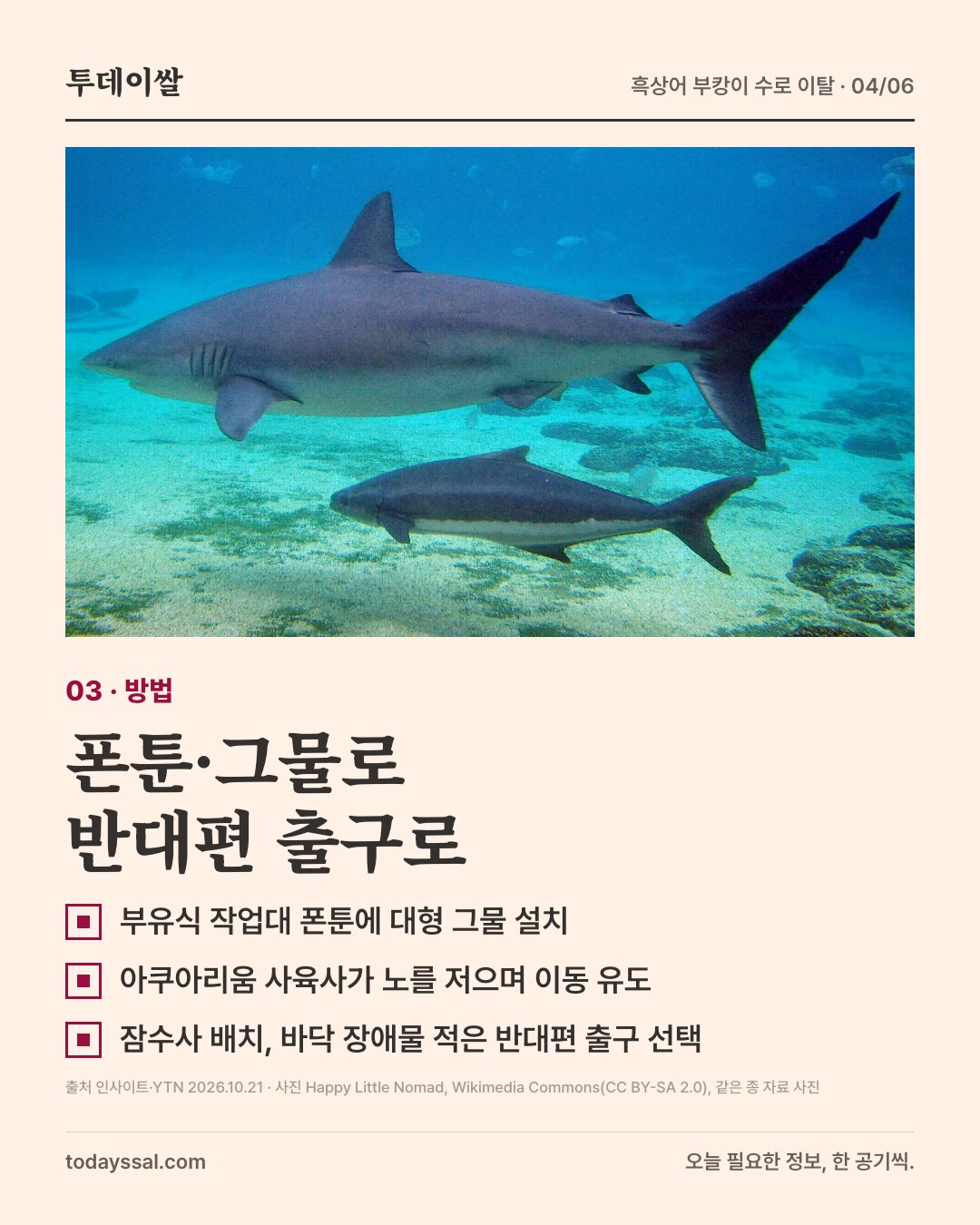 03 방법. 수조 속 상어 두 마리 사진. 폰툰과 그물로 반대편 출구로. 부유식 작업대 폰툰에 대형 그물 설치, 아쿠아리움 사육사가 노를 저으며 이동 유도, 잠수사 배치, 바닥 장애물이 적은 반대편 출구 선택.