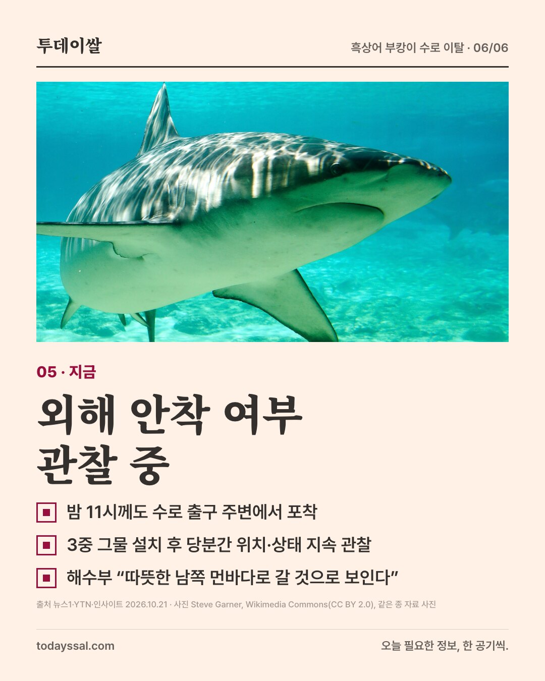 05 지금. 물속을 헤엄치는 상어 사진. 외해 안착은 지켜보는 중. 밤 11시께도 수로 출구 주변에서 포착, 당국은 3중 그물을 설치하고 당분간 위치와 상태 관찰, 해수부는 따뜻한 남쪽 먼바다로 갈 것으로 보인다고 밝힘.