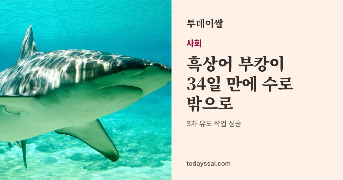 물속을 헤엄치는 상어 사진. 사회, 흑상어 부캉이 34일 만에 수로 밖으로. 10월 21일 3차 유도 성공