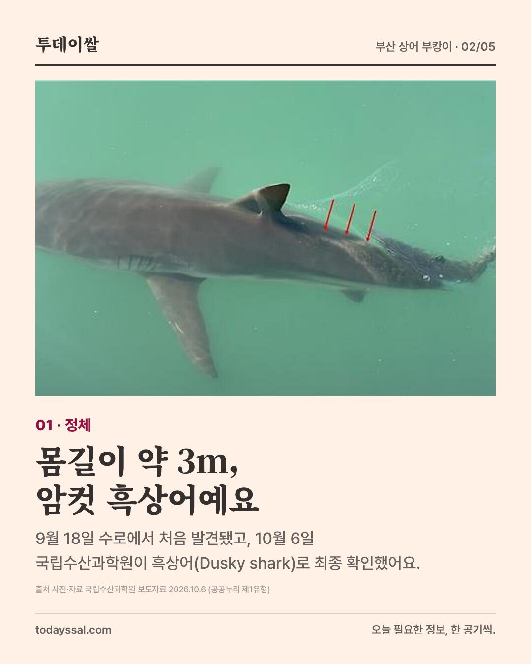 01 정체. 국립수산과학원이 공개한 부캉이 실제 사진. 몸길이 약 3m 암컷 흑상어. 9월 18일 수로에서 처음 발견, 10월 6일 수과원이 흑상어로 최종 확인.