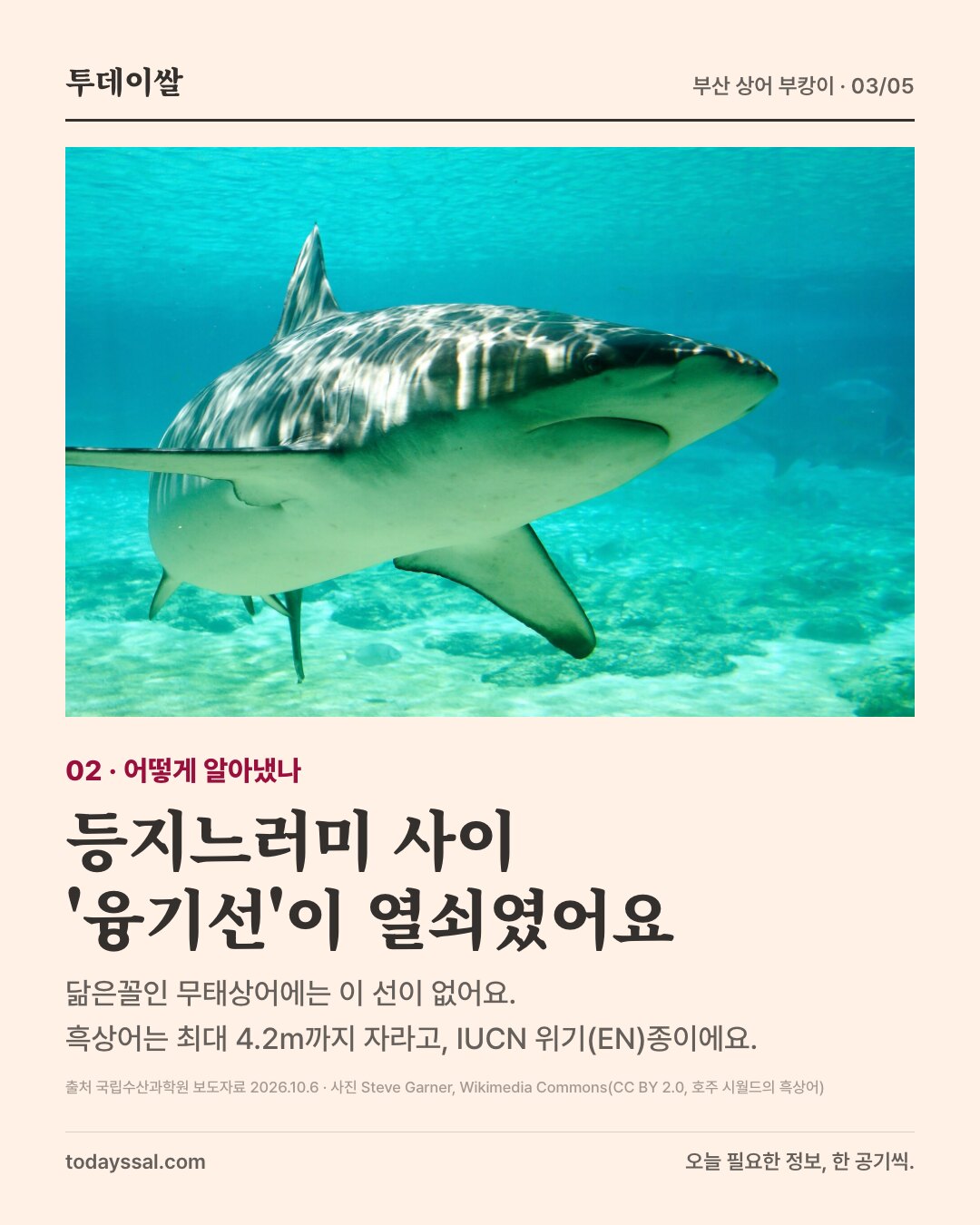 02 어떻게 알아냈나. 수족관에서 헤엄치는 흑상어 사진. 등지느러미 사이 융기선이 열쇠. 닮은꼴 무태상어에는 이 선이 없음. 흑상어는 최대 4.2m, IUCN 위기종.