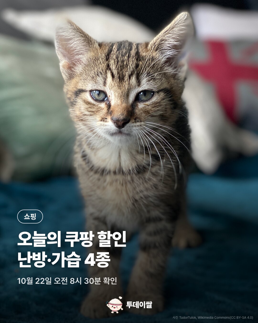 표지. 파란 담요 위에 앉은 아기 고양이 사진. 쇼핑, 오늘의 쿠팡 할인 난방과 가습 4가지. 10월 22일 오전 8시 30분 확인.