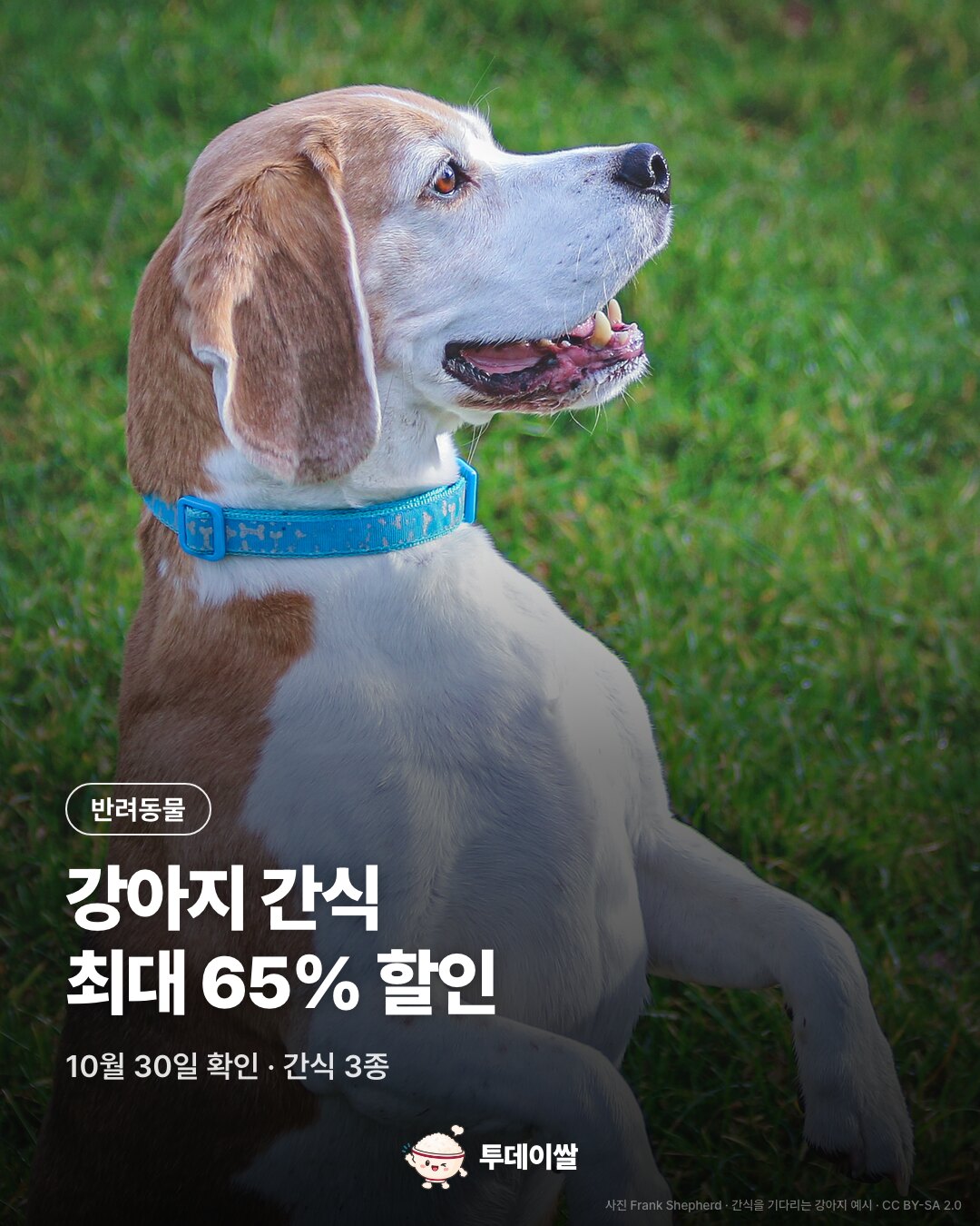 10월 30일 쿠팡 할인: 멍멍팔팔 져키 65%·탐사 고구마말랭이·더스탠다드 북어 져키