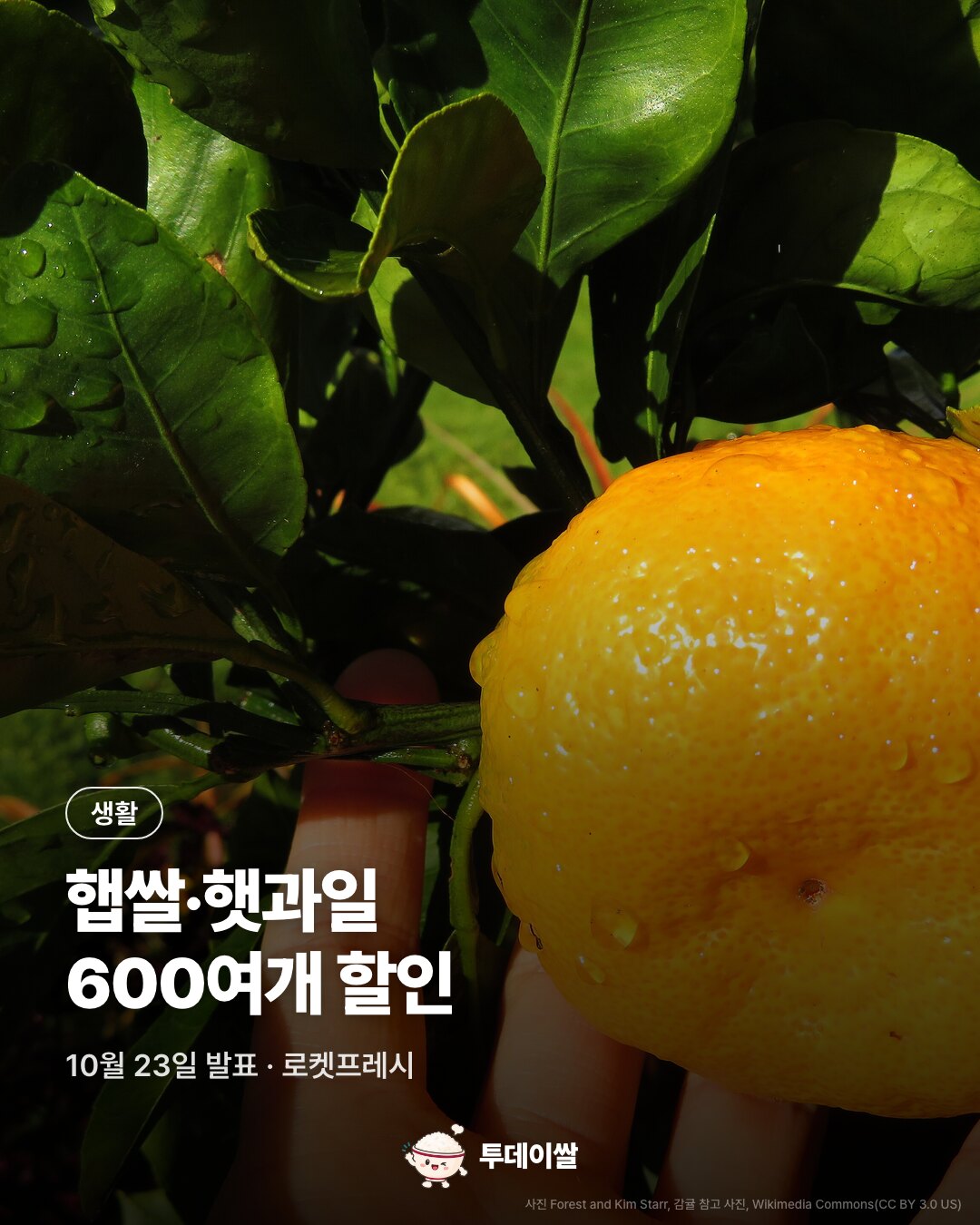햅쌀·햇과일 600여개 할인, 10월 23일 로켓프레시 발표