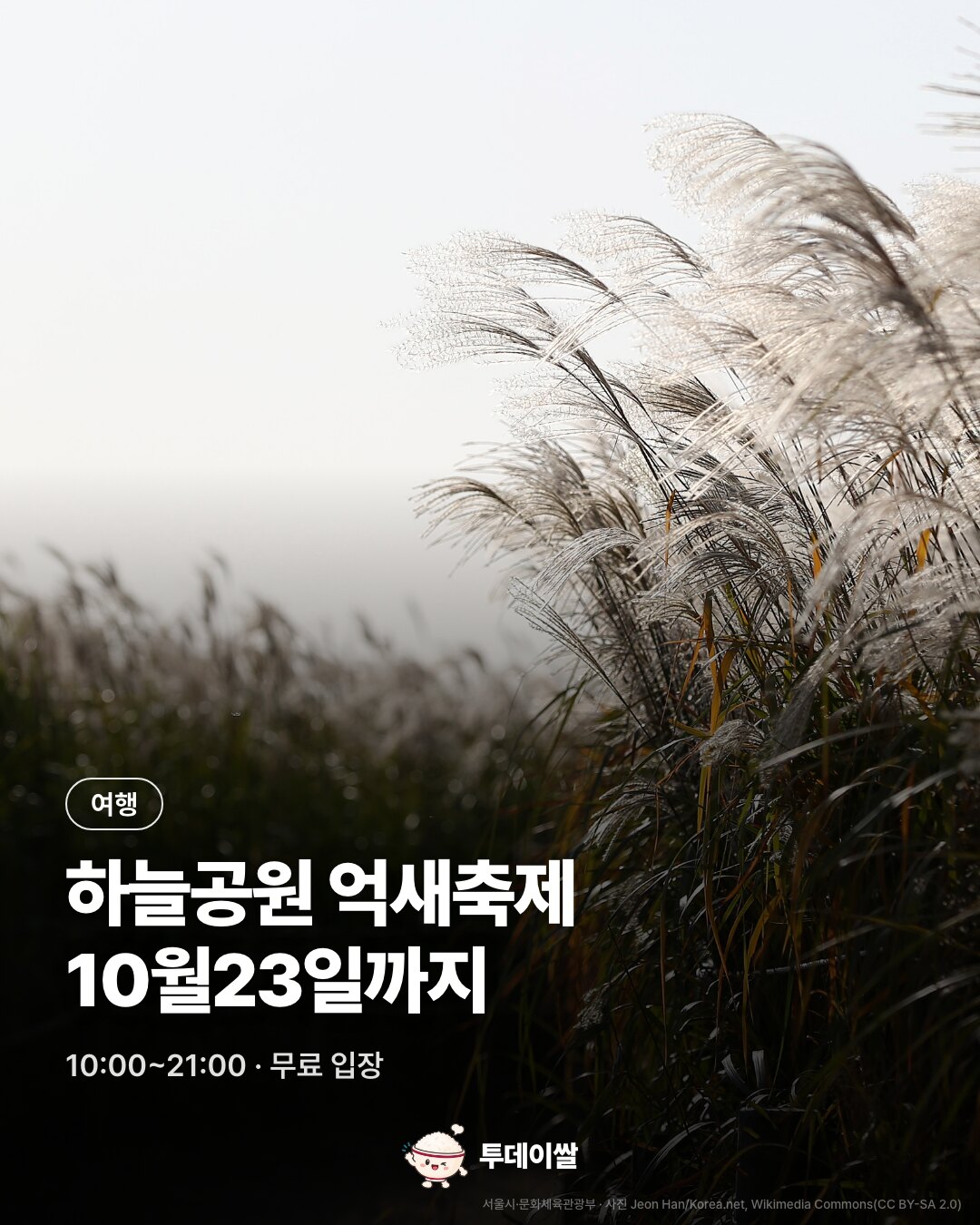 하늘공원 억새축제 10월23일까지…운영시간·교통·18일 우천 취소 안내